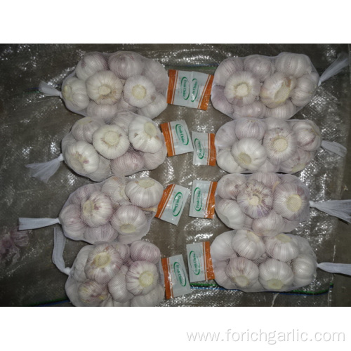 New Season 2019 Normal White Garlic